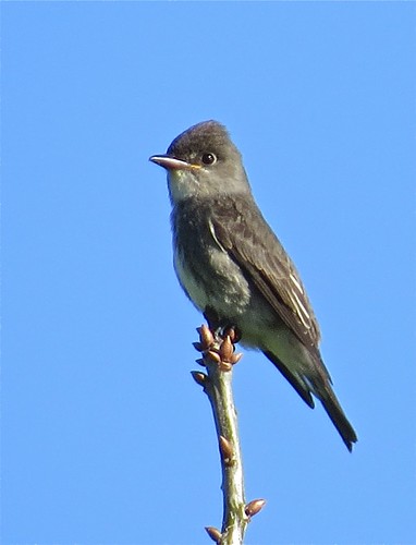 Olive-sided Flycatcher at Ewing Park in Normal, IL 01