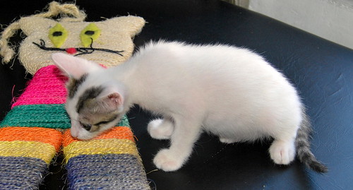 Bahía, gatita blanca con dos toques pardos, nacida en Julio´14 necesita hogar. Valencia. ADOPTADA. 15215719771_a002ef0ef4