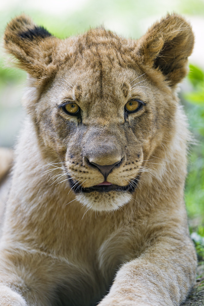 Lyiong lion cub looking at me