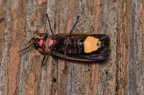 canada macro insects alberta northamerica beetles firefly coleoptera lampyridae hexapoda ferrypointlanding pyractomenaborealis borealfirefly gallery140705
