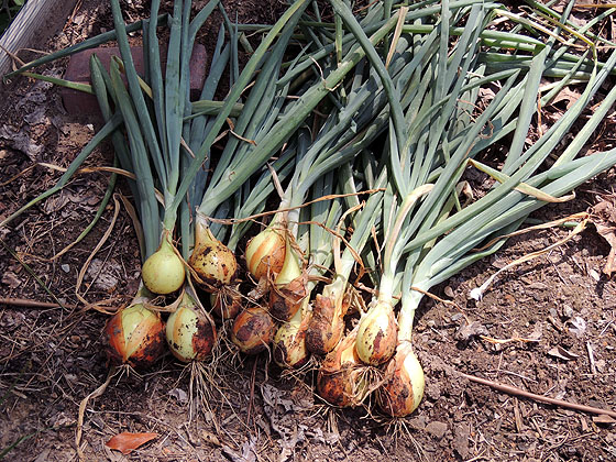 harvesting-and-storing-onions-11