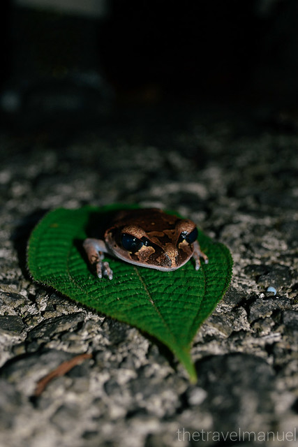 Sarawak Frogging