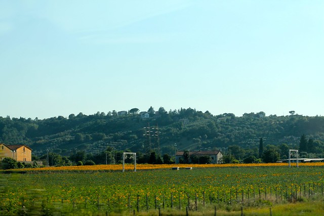 Sunflower Fields + Tuscany