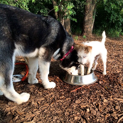 One wants to drink water, the other wants to play in it.