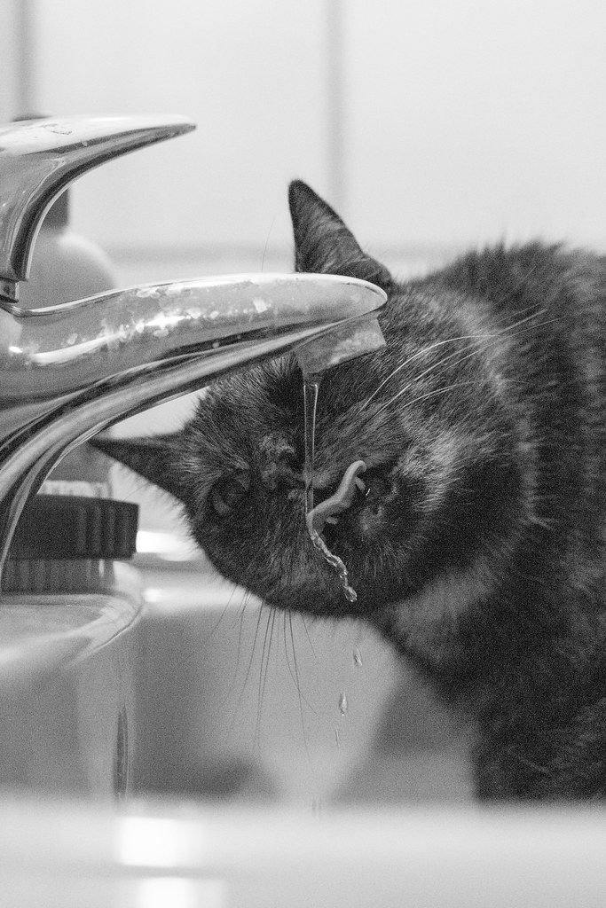 30.07.2014 Thirsty like a Cat