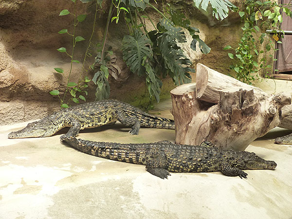 crocodiles