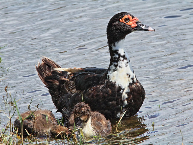 Muscovy Duck with ducklings 20140812