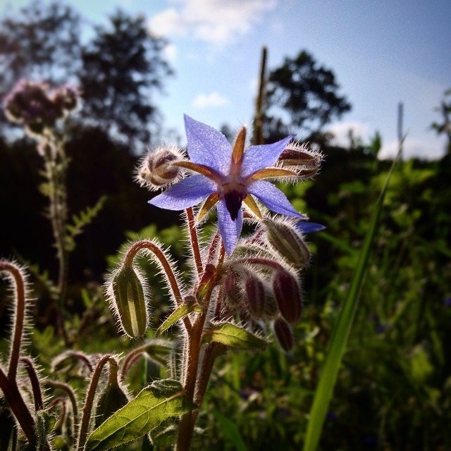 Borage in our extremely weedy garden.