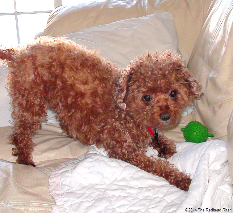 red toy poodle playing with green toy on leather sofa