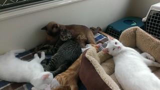 Pile o' kittens
