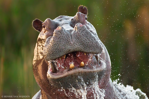 africa nature animal sunrise warning river mammal scary wildlife hippo hippopotamus botswana splash nijlpaard tusk hippopotame flusspferd hippopotamusamphibius okavangodelta specanimal seekoei hvhe1 hennievanheerden