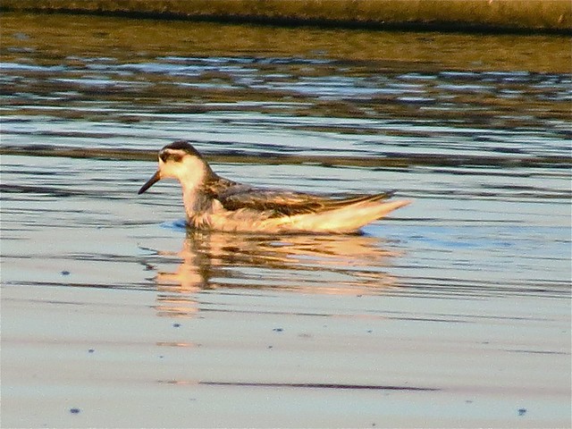 Red Phalarope at the Gridley Wastewater Treatment Ponds in McLean County, IL on 9-16-14 07