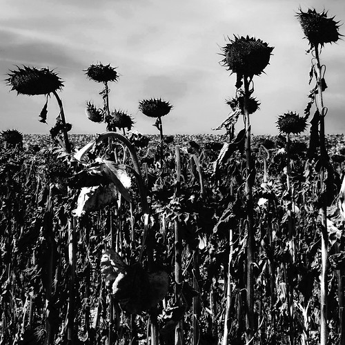 bw white black france square sunflowers charente anville