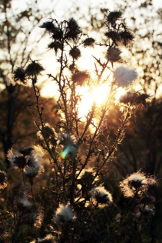 sunset weeds dusk thorns bannermarsh illinoisdepartmentofnaturalresources bannerillinois