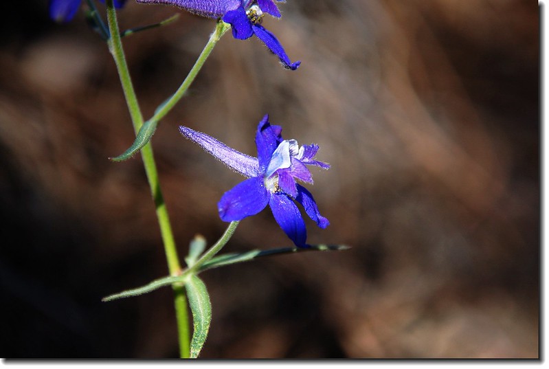 Early Larkspur 1