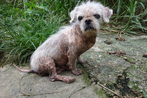 嘉嘉犬舍的繁殖狗狗，許多從外觀就看出已出現疾病。 (圖：台灣動物社會研究會提供)