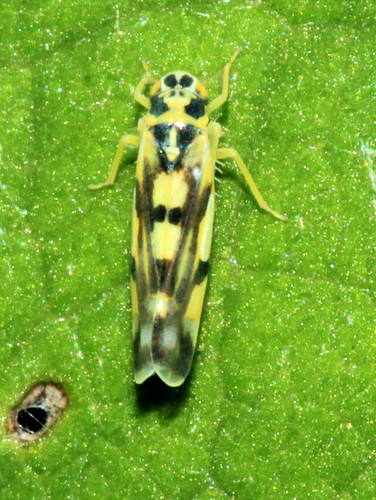 Poatao Leafhopper 29445