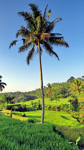 light portrait sun color tree green tower field sunrise canon landscape countryside shine rice paddy coconut beautifullight powershot coconuttree padi hijau towering sawah sx50 sx50hs canonpowershotsx50hs