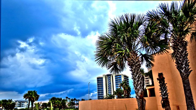 Palm Trees at Orange Beach