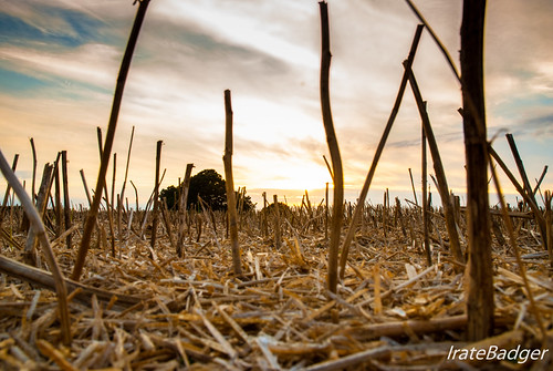 york sunset field clouds corn cornfield yorkshire great fave appleton roebuck appletonroebuck greaest