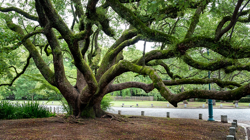 tree green japan landscape lumix kyoto branches palace panasonic imperial twisted gnarled dmc 2014 lx7 kyotoprefecture panasoniclumixdmclx7