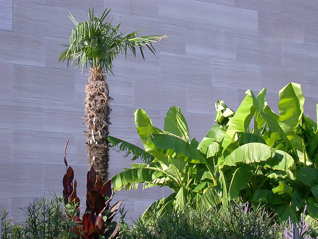 Windmill palm