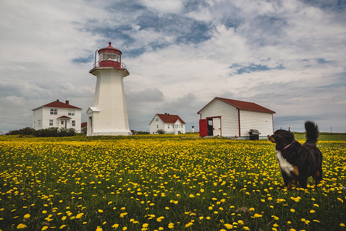 dog lighthouse canada landscape quebec québec phare dandelions gaspésie percé beaconlight