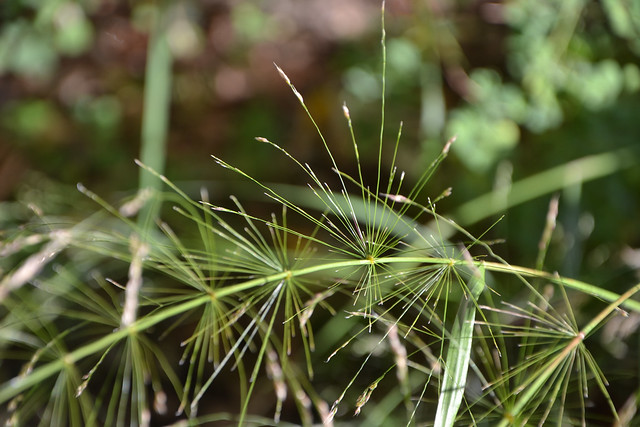 Oloptum miliaceum [identification Poaceae] 14727782265_570206a89a_z