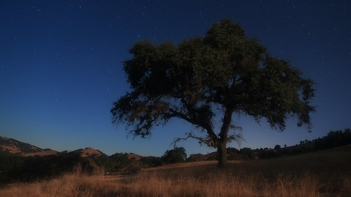 california sky tree grass night stars landscape oak hills marincounty novato mountburdell