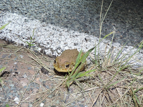 Sonoran Desert Toad aka Colorado River Toad (Bufo alvarius or Ollotis alvaria)