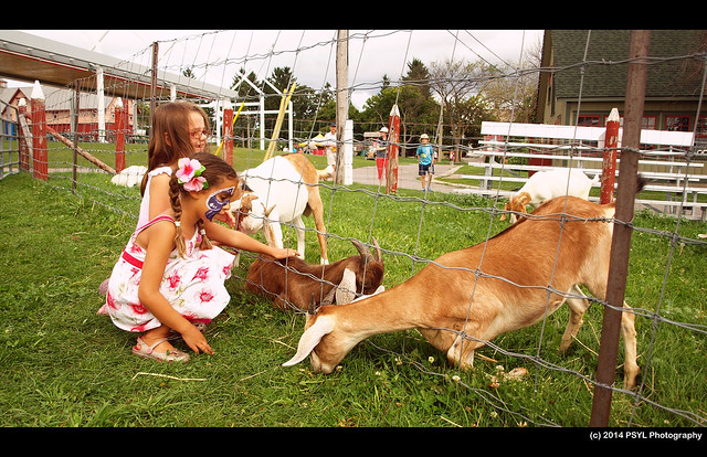 Children feeding goats