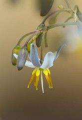 Flax-lily (either Dianella Tasmanica or a cultivar of Dianella ensifolia)