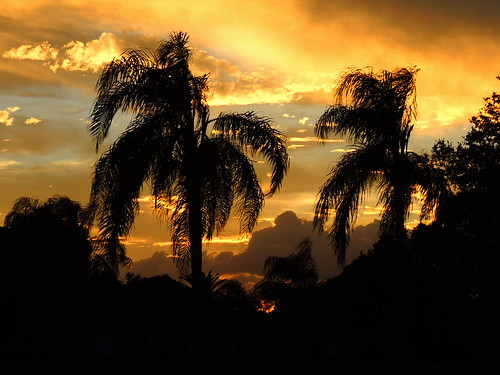 pink blue trees sunset red wallpaper sky orange sun color weather silhouette yellow night clouds palms landscape evening nikon flickr florida dusk sunsets coolpix sunrises storms bradenton p510 mullhaupt cloudsstormssunsetssunrises jimmullhaupt