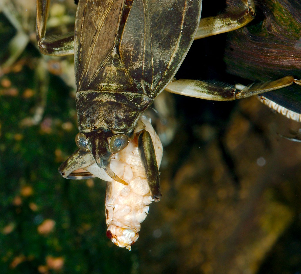 Giant Water Bug (Abedus herberti)_7
