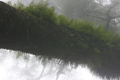 研究團隊也發現，風速若不動或緩慢，會降低霧水收集的速度；圖為沐浴在霧中的附生植物；圖片來源：Brian Chiu