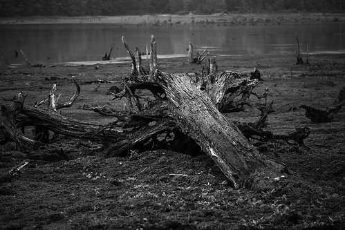 bw millerspondpleasantmountpennsylvania lake drained fallentreestump landscape treestump