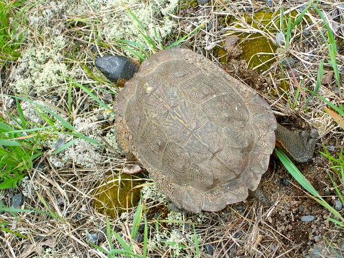 county wood city iron turtle michigan gibbs glyptemys insculpta miherp
