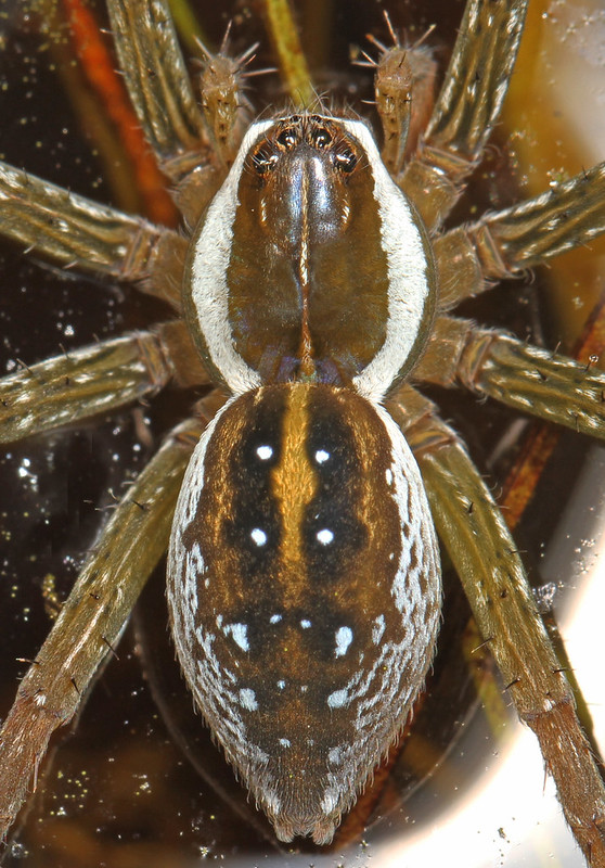 Pisauridae (Nursery Web and Fishing Spiders)