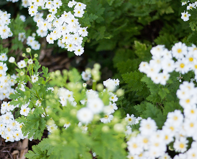 tiny white flowers