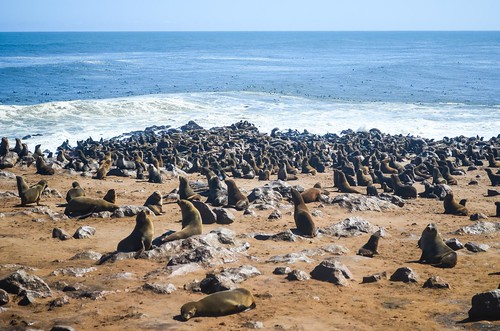 Cape Fur Seal Colony of Cape Cross, Namibia