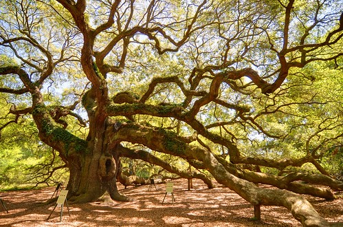 old tree oak southcarolina charleston oaktree