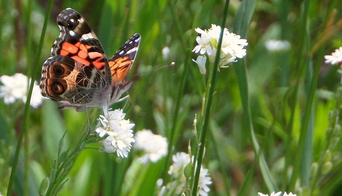 summer fauna butterfly photo michigan meadow lepidoptera mtpleasant americanlady vanessavirginiensis americanpaintedlady centralmichiganuniversity veitswoods dowveitswoods