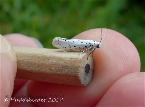 Spindle Ermine  - 427