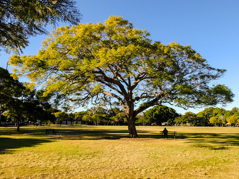 Man Sitting Under Tree