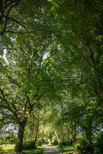 park trees summer sun lake tree nature leaves landscape leaf oak sony sunny foliage greenery aspen crimsonking norwaymaple parkscape lurganpark lightroom5 sonyslta77v sonydt1650mmf28ssm