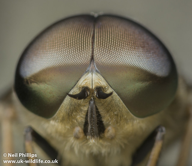 Tabanus Giant horsefly close up-4