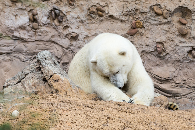 Polar Bear at Denver Zoo