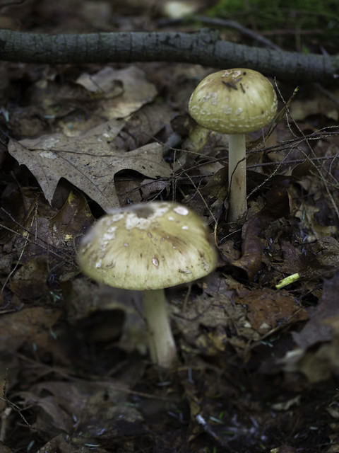 mushroom21