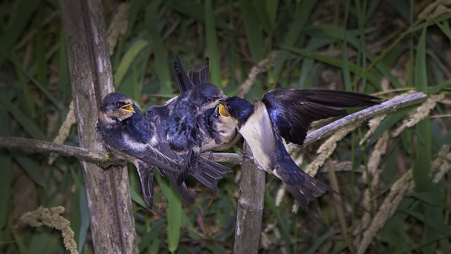 Feeding time for some Barn Swallows