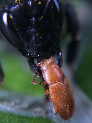 pennsylvania beetle bumblebee latrobe westmorelandcounty